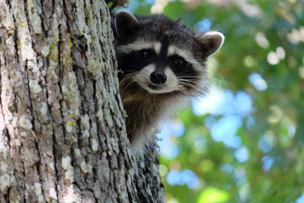 Familiereis Canada Wasbeertje