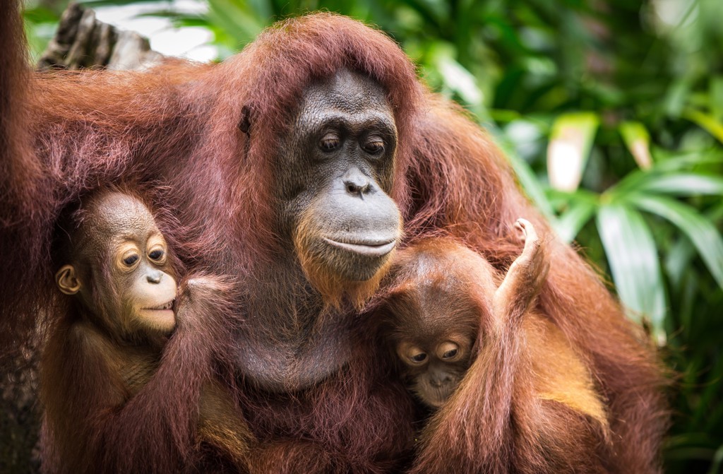 Familiereis Maleisisch Borneo Orang oetan