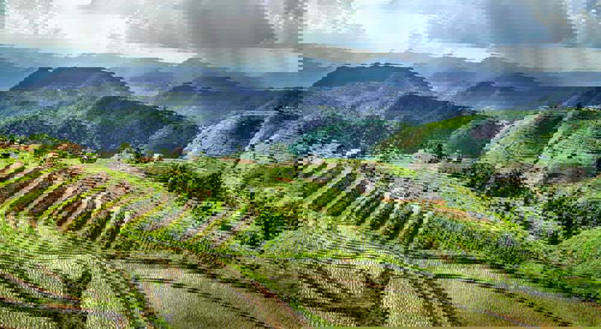 Rijstvelden Chiang Mai