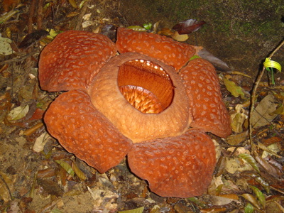 Route Maleisisch Borneo, 24 dagen - Dag 14