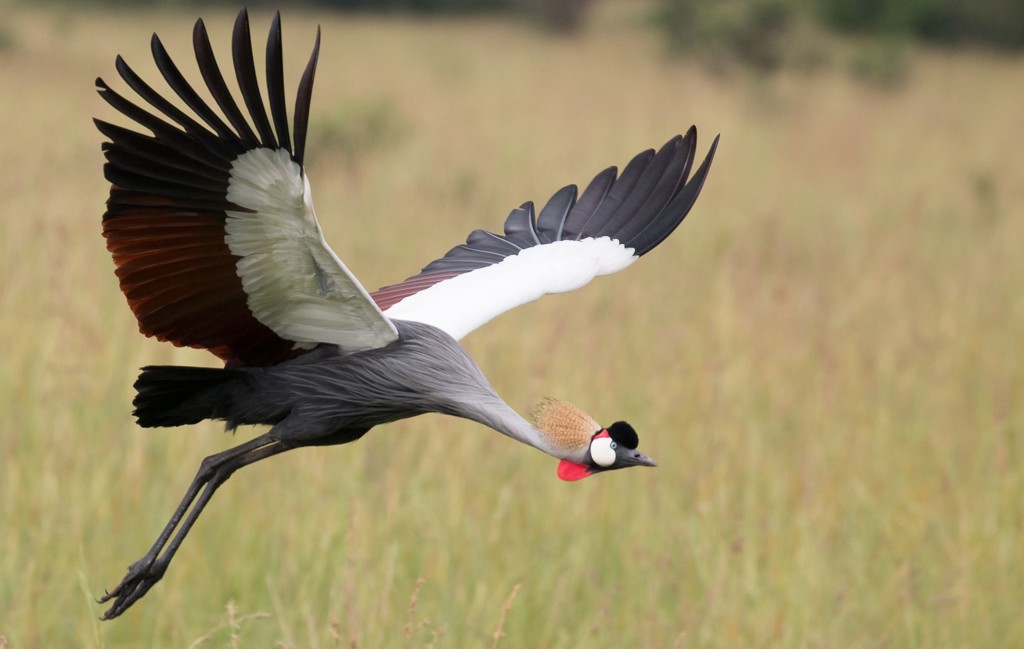 Rondreis Uganda Kraanvogel