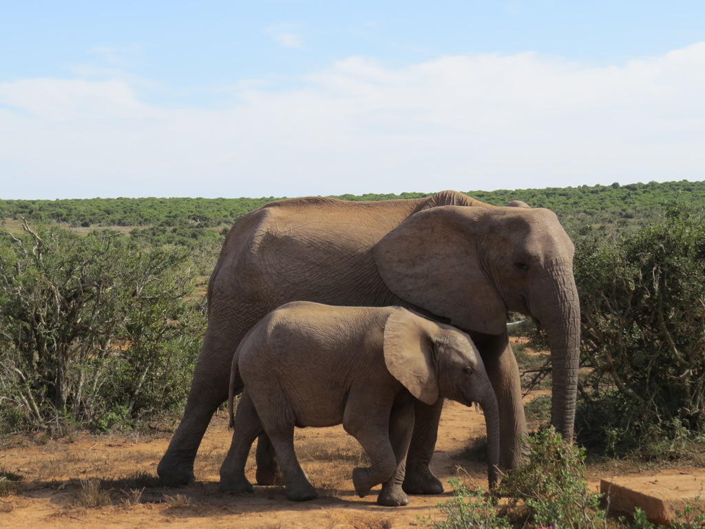 ZGF - Zuid-Afrika - Addo National Park.JPG