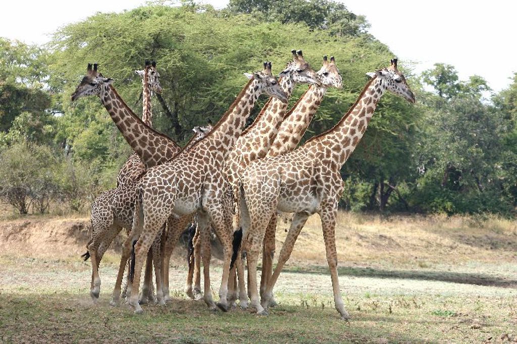 Giraffes