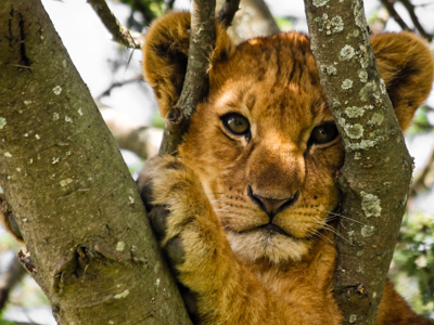 Route tot mei 2025: Kenia en Tanzania, 12-dagen - Dag 7