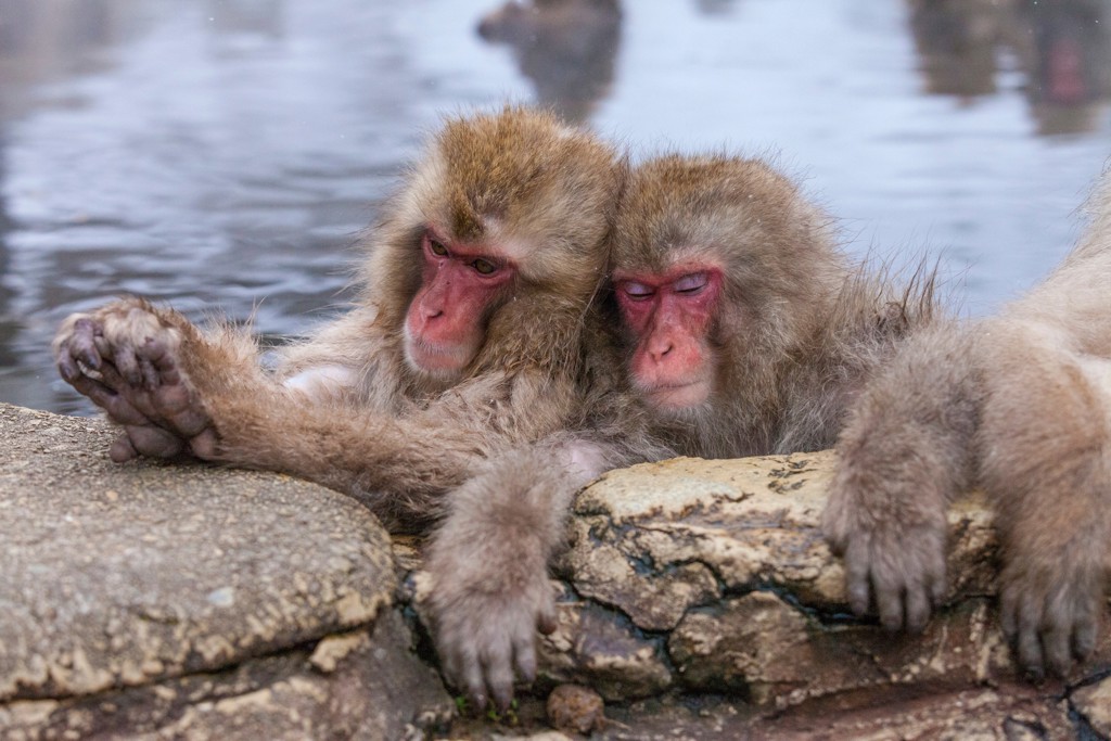 Snow monkeys