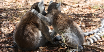 Groepsrondreis Madagascar