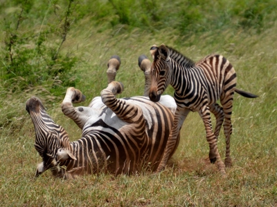 Route Zuid-Afrika, 20 dagen - Dag 4