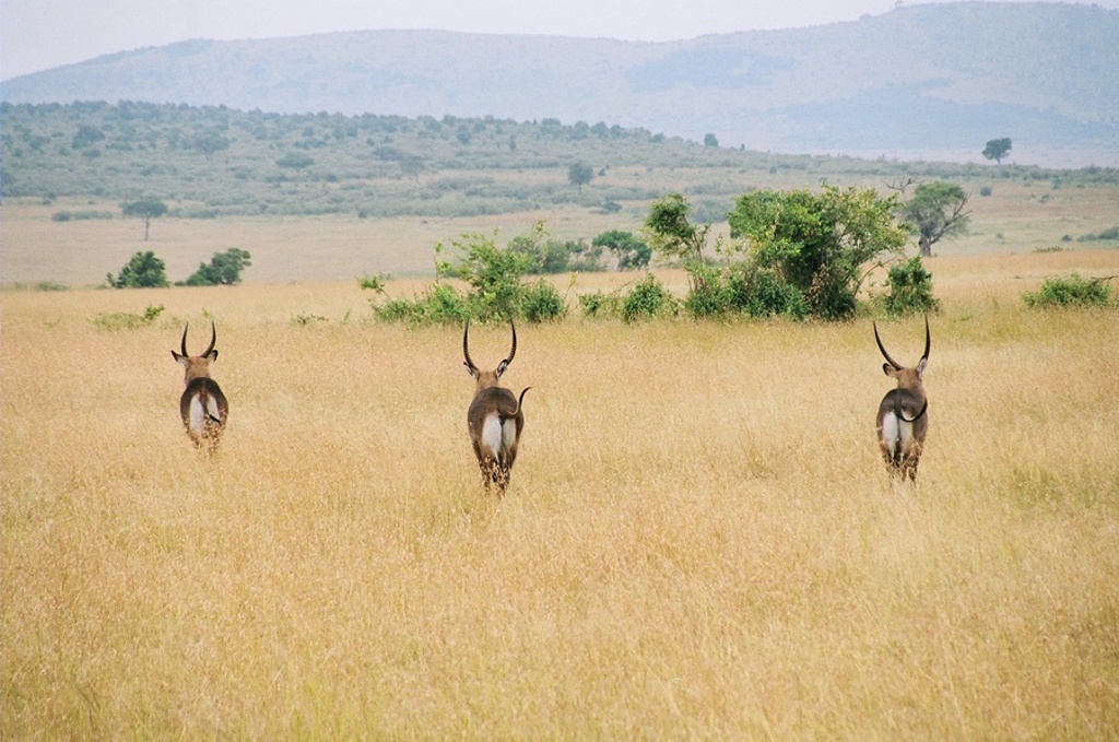 main_Kenia_-_Masai_Mara__42_.jfif