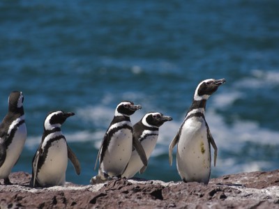 Standaard route Patagonië - Dag 6