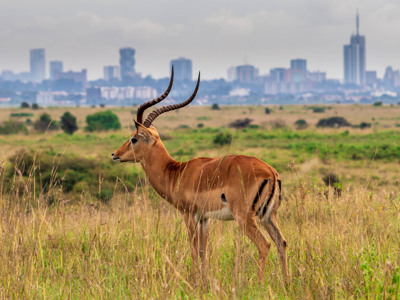 Route tot mei 2025: Kenia en Tanzania, 12-dagen - Dag 1