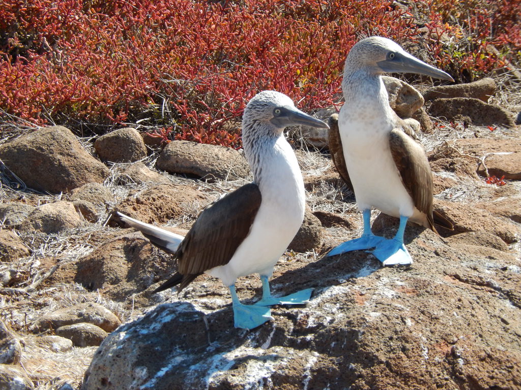 EAF - Galapagos Ecuador.jpeg