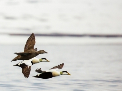 Aberdeen naar Spitsbergen, 15 dagen - Dag 6