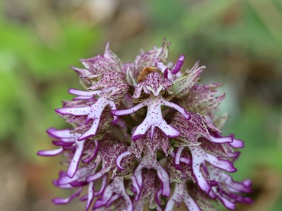 Route Guatemala en Honduras, 19 dagen - Day 2