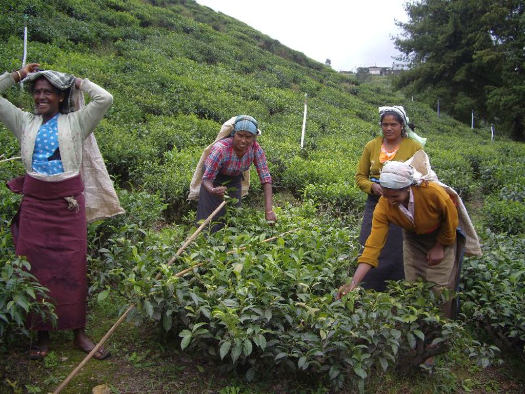 Nuwara Eliya Sri Lanka