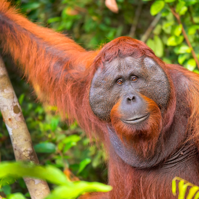 Groepsrondreis Maleisisch Borneo