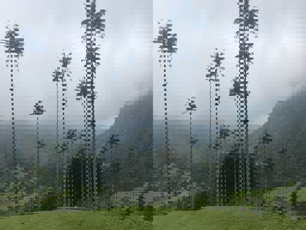 main_Colombia_-_Valle_de_Cocora.jfif