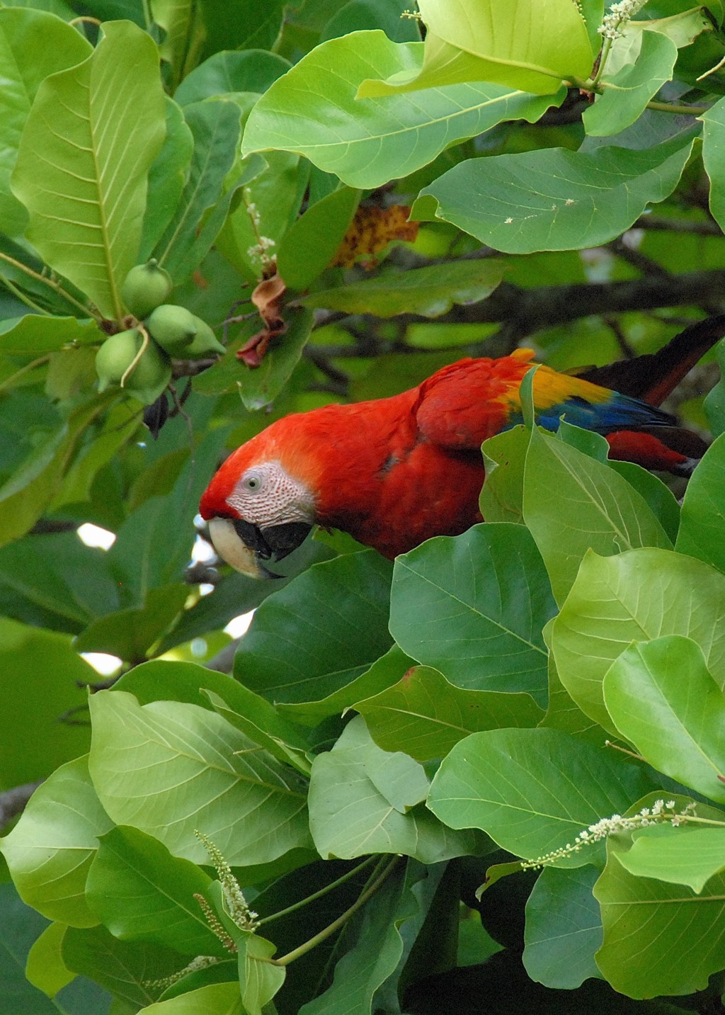 Costa Rica familiereis Ara