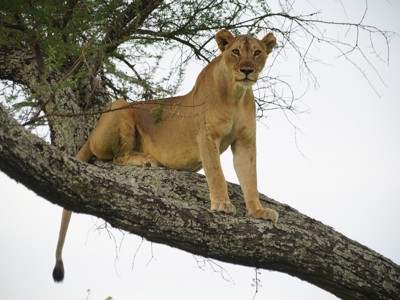Kenia en Tanzania, 13-dagen - Dag 11