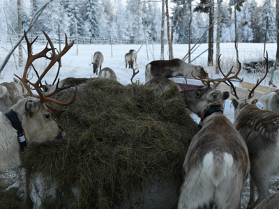 Route Lapland Winter - Kylmäluoma - Day 6