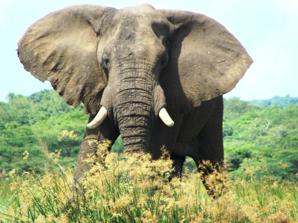 Olifant Uganda