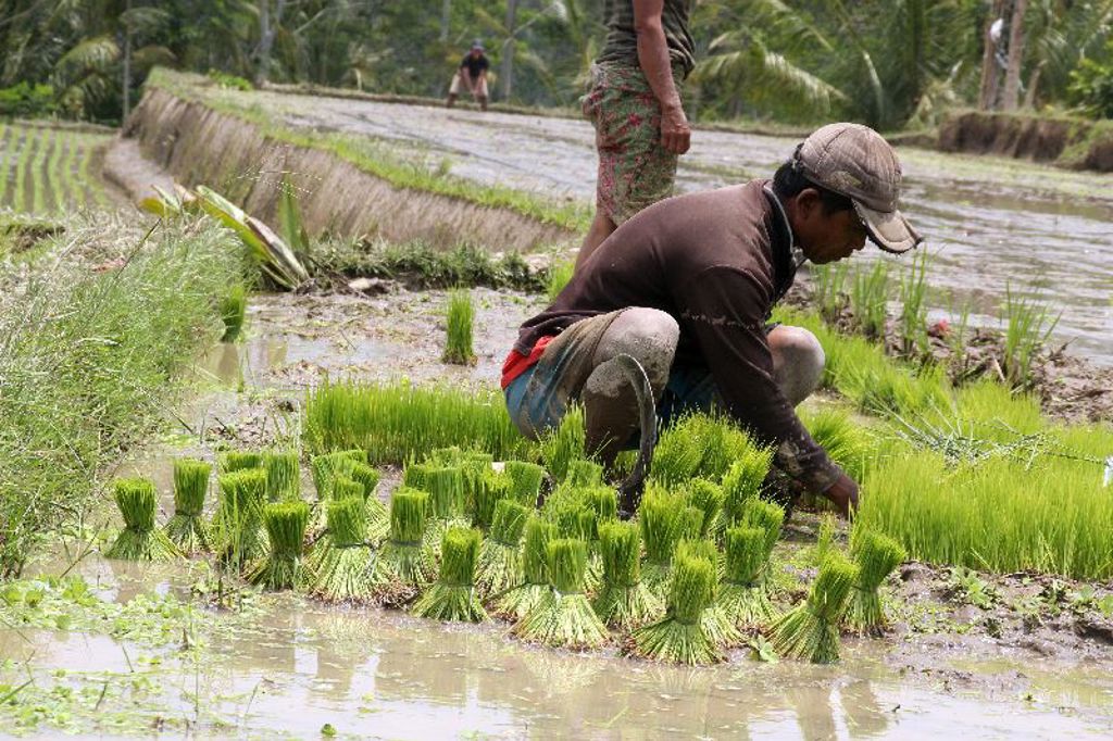 Rijstvelden Indonesië