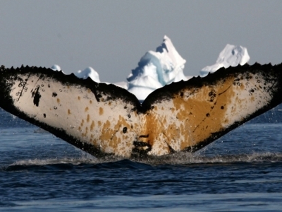 Antarctica, vliegen en varen, 12 dagen - Dag 4