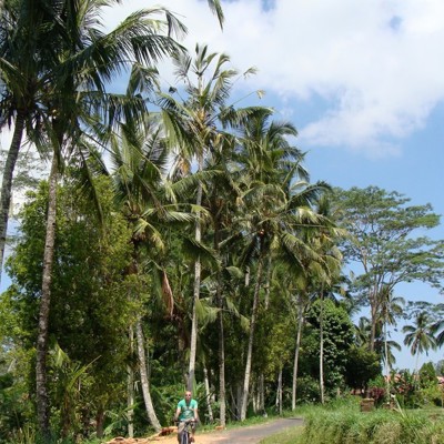 Fietstour Ubud (inclusief lunch)