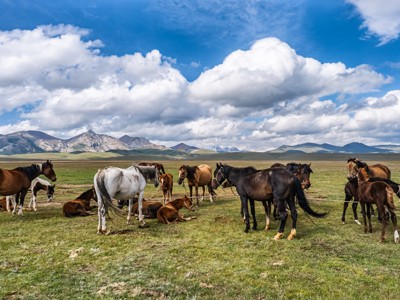 Paarden en veulens op de steppe langs de Zijderoute, met bergen op de achtergrond.