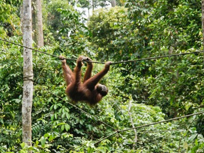 Route Maleisisch Borneo familiereis, 21 dagen - Dag 14