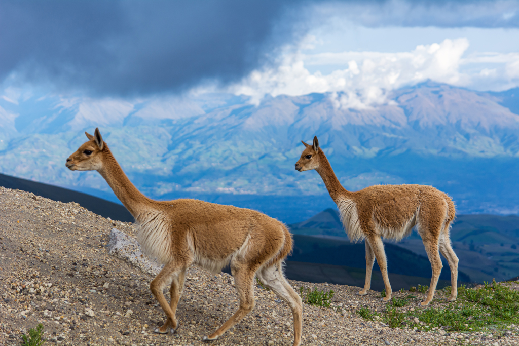 ECF - Chimborazo vicuna's - shutterstock_1897291222.jpg