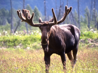 Route Alaska en Yukon, 25 dagen - Day 13