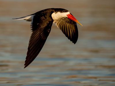 Route Vic Falls - Kaapstad, 27 dagen - Dag 6