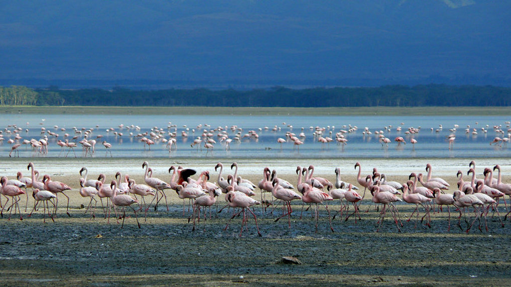 main_Kenia_-_Lake_Nakuru__11_.jpg