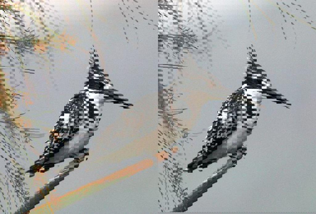 main_21-IJsvogel.jpeg (1)