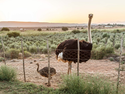 De Denne - nabij Oudtshoorn - Zuid-Afrika