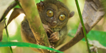 Groepsrondreis Filipijnen