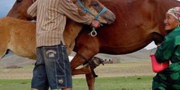 Groepsrondreis Mongolië