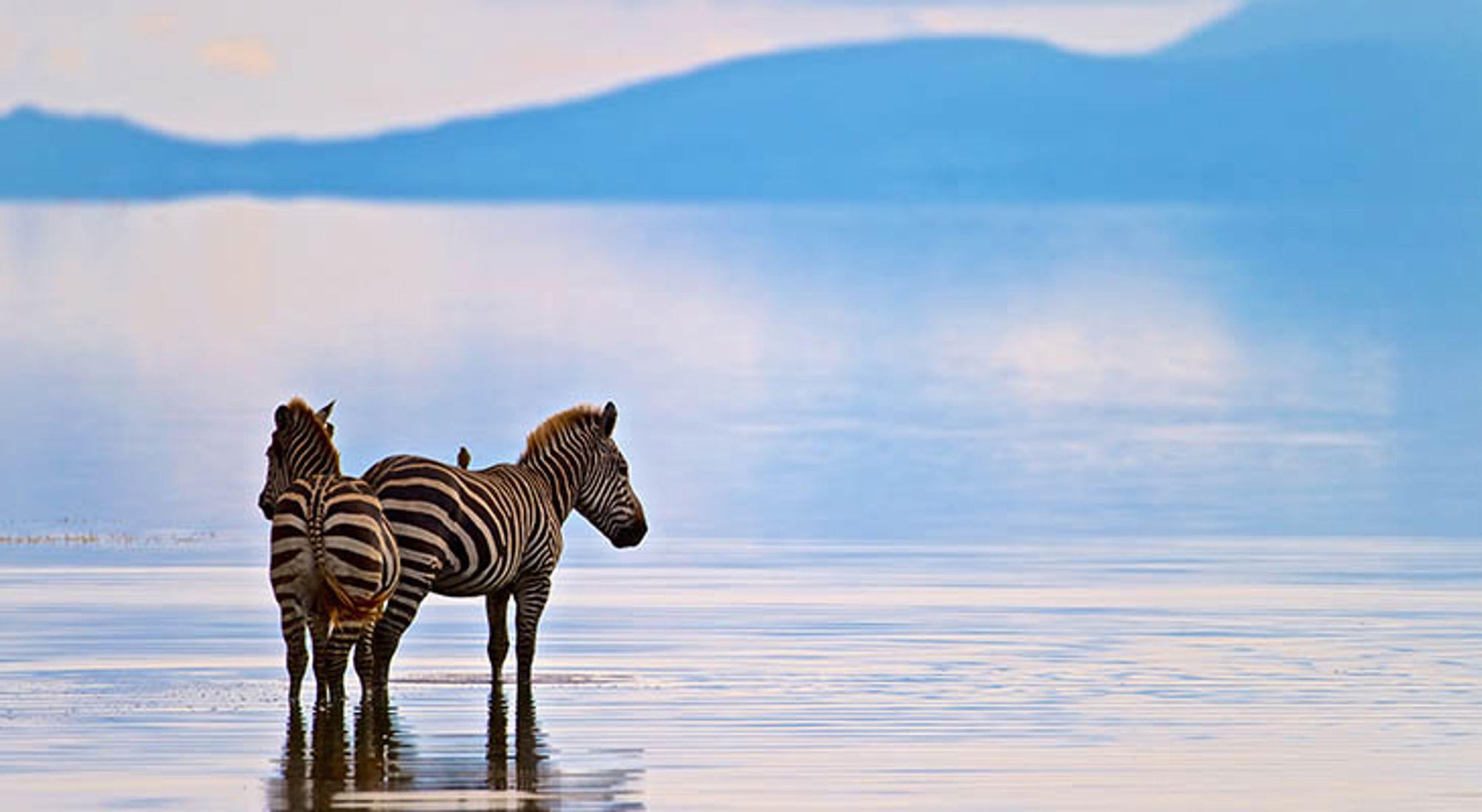 Zebra's bij Lake Manyara