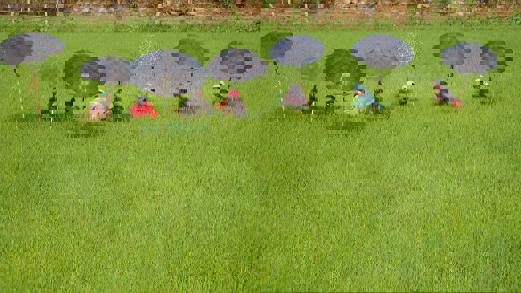 Rondreis Nepal rijstvelden Chitwan