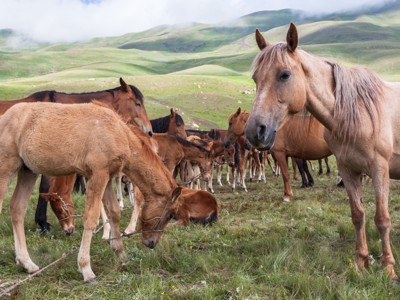 Route Korte Zijderoute - Dag 13