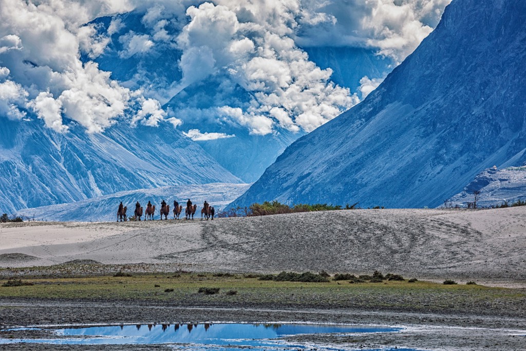 Nubra valley  Camel