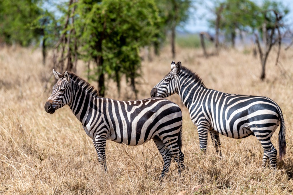 Serengeti_zebra's