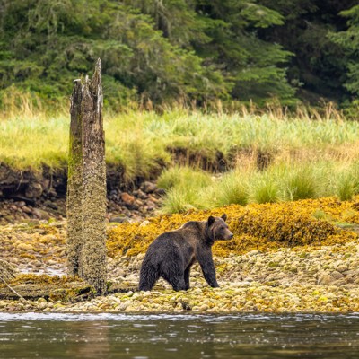 Bear watching Vancouver Island