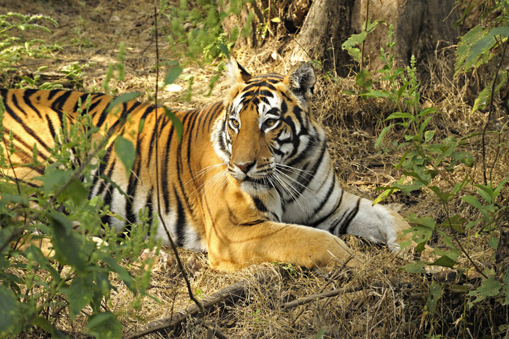 main_Kanha_National_Park_-Agent__8_.jpg
