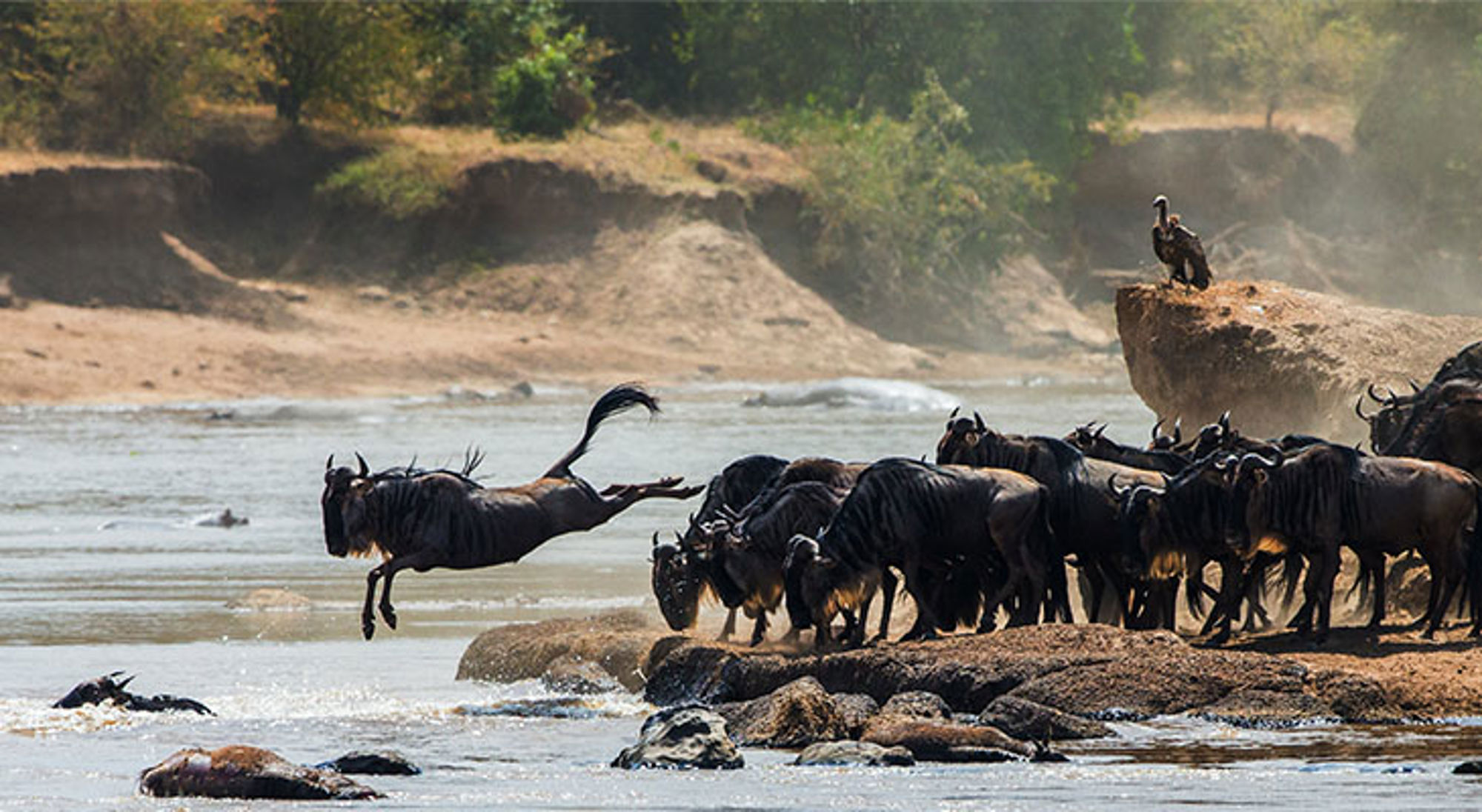 Overstekende gnoes bij de Mara rivier in de Mara Triangle Overstekende gnoes bij de Mara rivier in de Mara Triangle