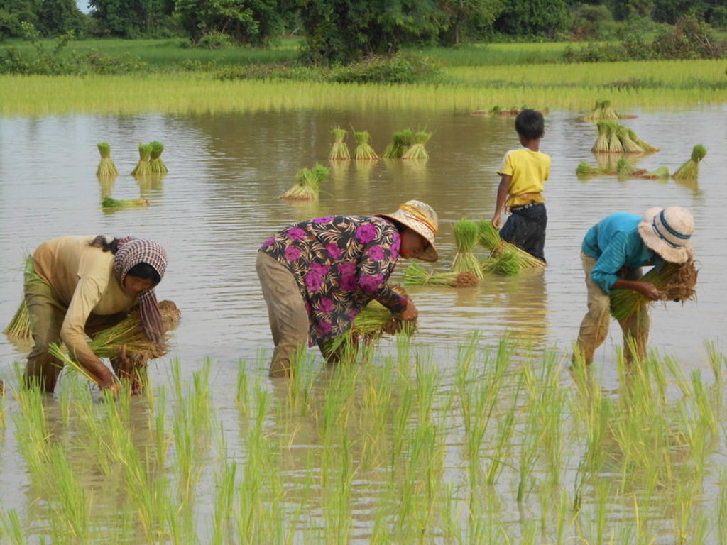 main_KH-2013-Nathalie-Heernaert-de_rijstpluk_van_dichtbij-node_8435-submission_7427-Foto_3.jpg (1)