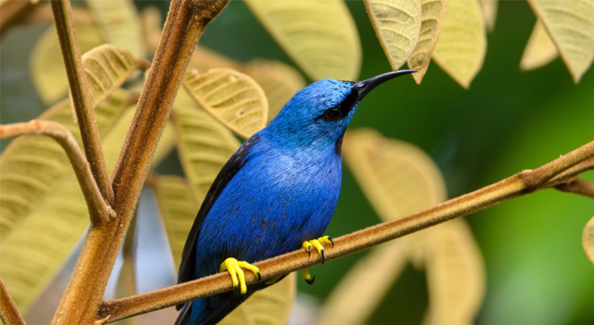 Shining Honeycreeper Costa Rica