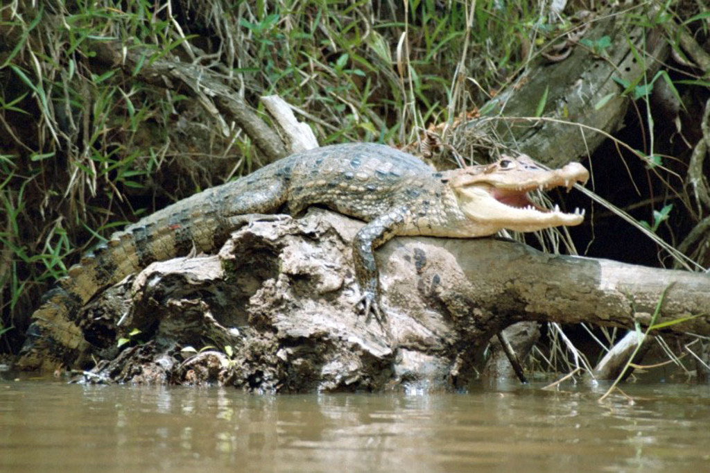 Costa Rica paardrijden