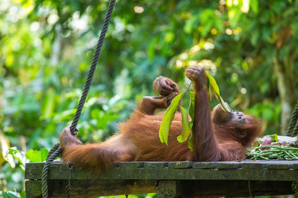 Rondreis Maleisisch Borneo orang oetan