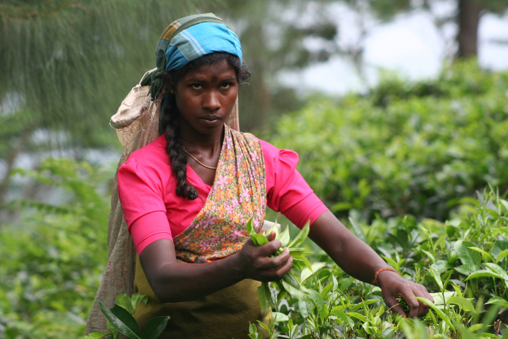 familiereis Sri lanka lokaal